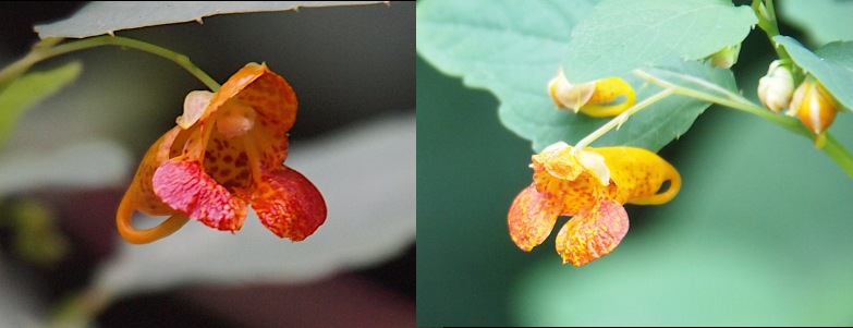 [Two photos spliced together. The bloom on the left is orange with red speckles while the one on the right is yellow with red speckles. The shape of both blooms is very similar. There are three petals in the front which attach to a wide tube. At the end of a wide tube is a thin tube which curves back toward the front of the bloom.]